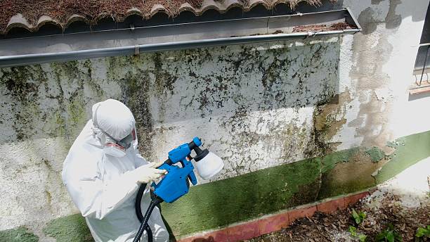 Top rated local Mold Remediation specialists in Buckeystown, MD